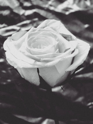 The Seven Greek Words for Love